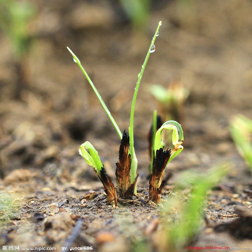 野火烧不尽,春风吹又生的故事_野火烧不尽,春风吹又生典故